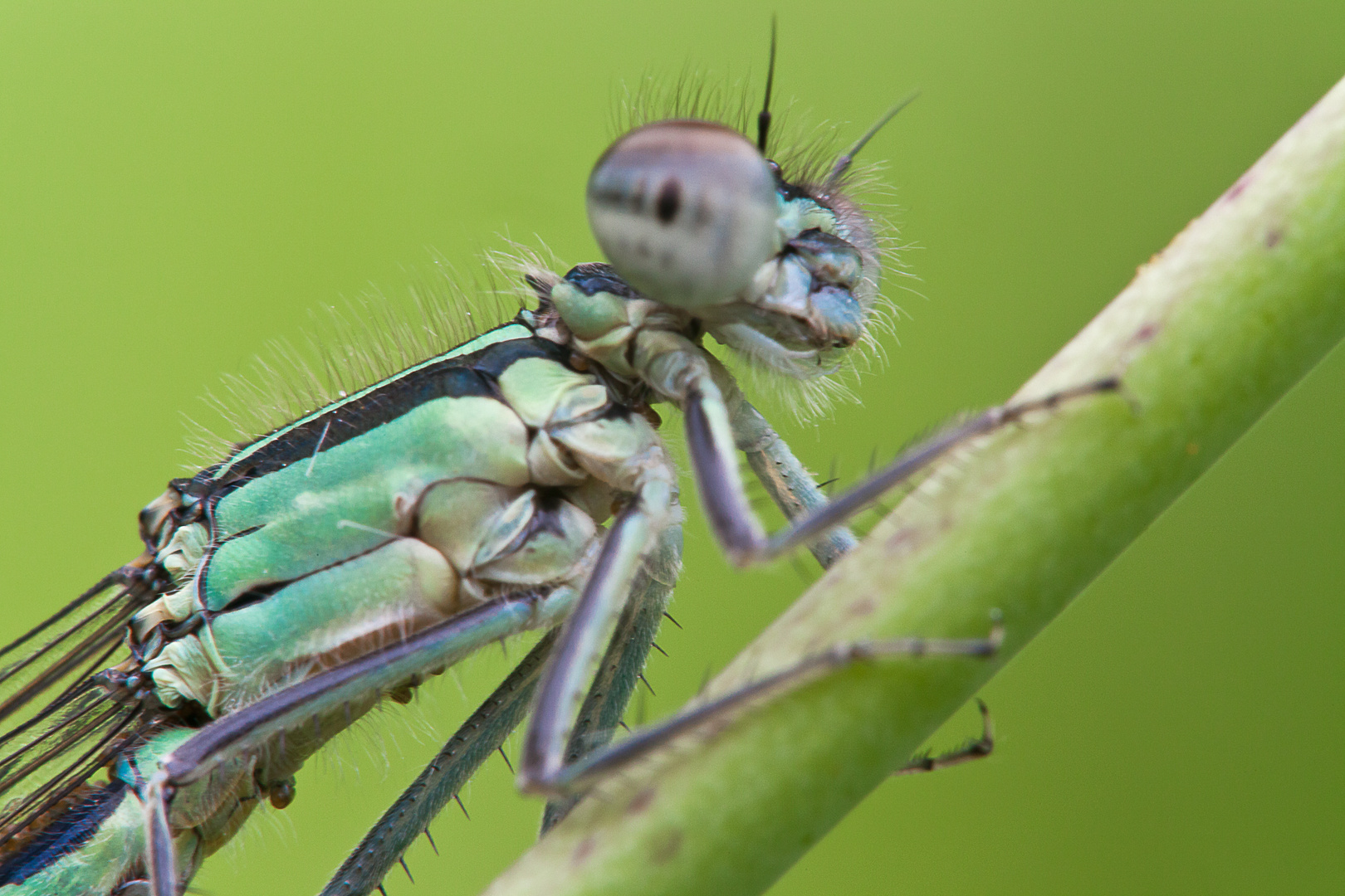 Libellen Portrait