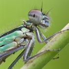 Libellen Portrait