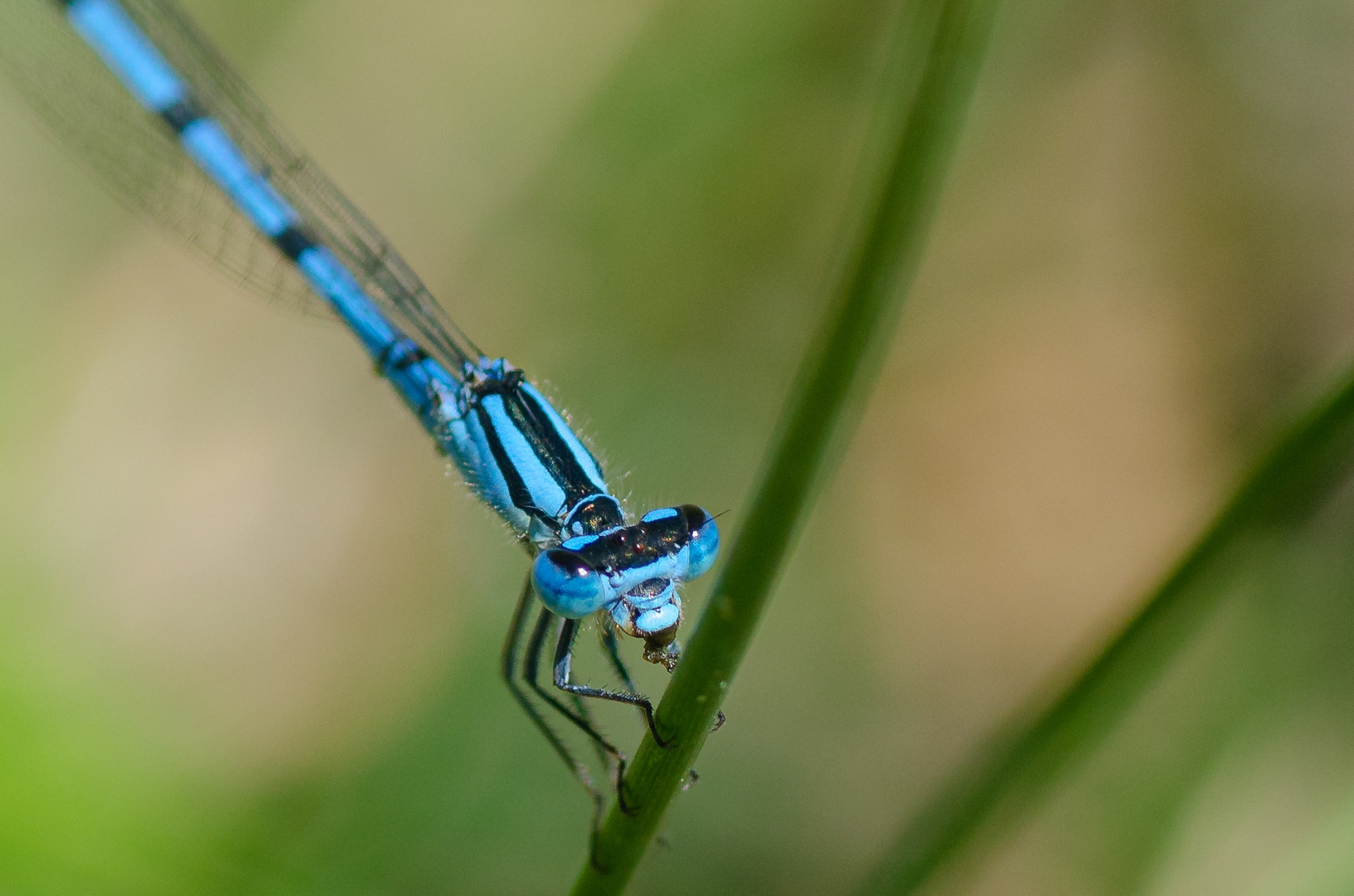 Libellen Portrait