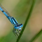 Libellen Portrait