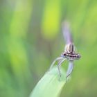 Libellen Portrait