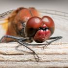 Libellen-Portrait