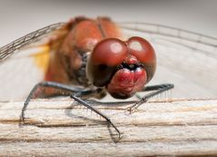 Libellen-Portrait