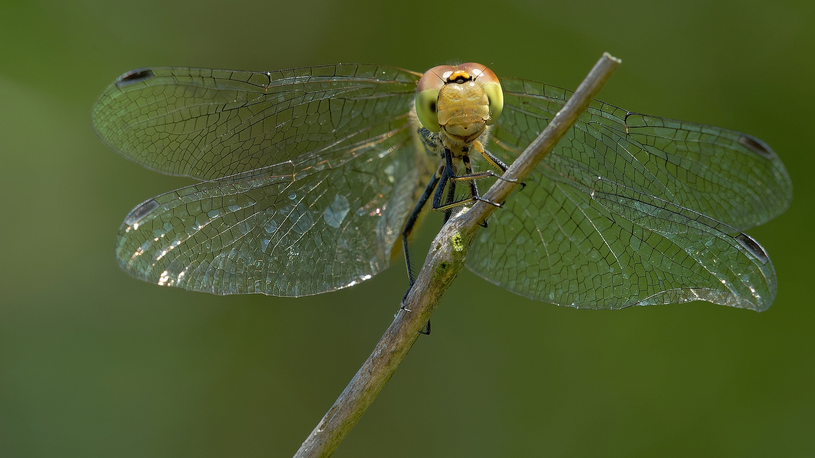 Libellen Portrait