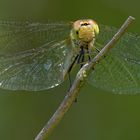 Libellen Portrait