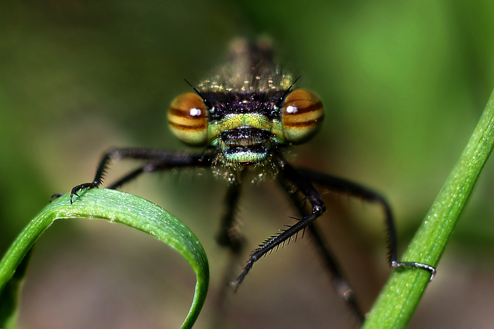 Libellen-Portrait