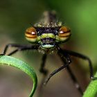 Libellen-Portrait