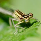 Libellen Portrait