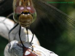 Libellen-Portrait