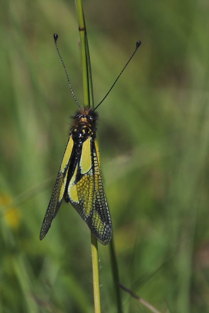 Libellen Schmetterlinghaft