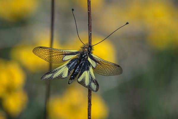 Libellen -Schmetterlingshaft