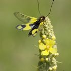 Libellen-Schmetterlingshaft 1