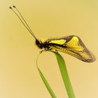 ....Libellen - Schmetterlingshaft 1....