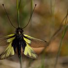 Libellen - Schmetterlingshaft 2020-1359