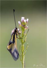 Libellen-Schmetterlingshaft