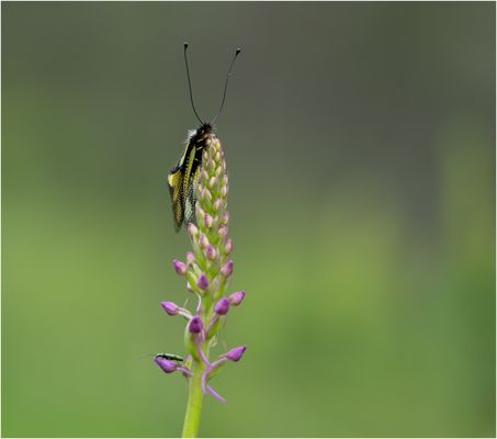 Libellen Schmetterlingshaft....