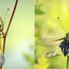 Libellen-Schmetterlingshaft, Collage