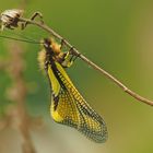 Libellen-Schmetterlingshaft