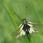 Libellen-Schmetterlingshaft - diesmal ein Weibchen