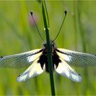 Libellen-Schmetterlingshaft III