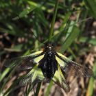 Libellen-Schmetterlingshaft (Libelloides coccaius) männl.