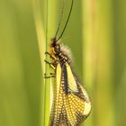 Libellen-Schmetterlingshaft (Libelloides coccajus)