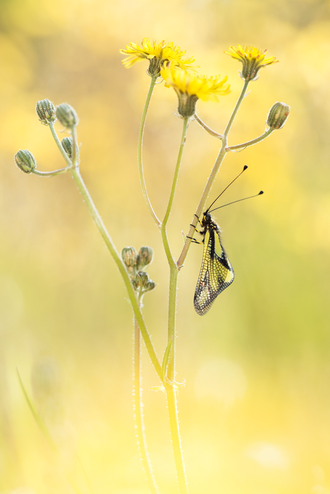 Libellen-Schmetterlingshaft (Libelloides coccajus)