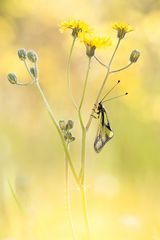 Libellen-Schmetterlingshaft (Libelloides coccajus)