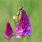 Libellen-Schmetterlingshaft ( Libelloides coccajus )