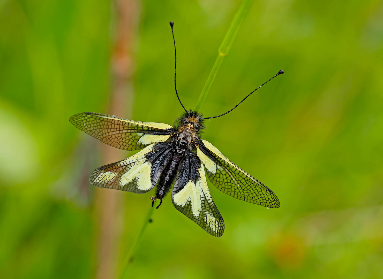 Libellen-Schmetterlingshaft (Libelloides coccajus)