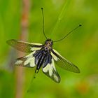 Libellen-Schmetterlingshaft (Libelloides coccajus)
