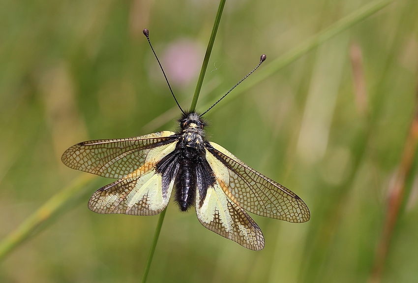 Libellen-Schmetterlingshaft (Libelloides coccajus)