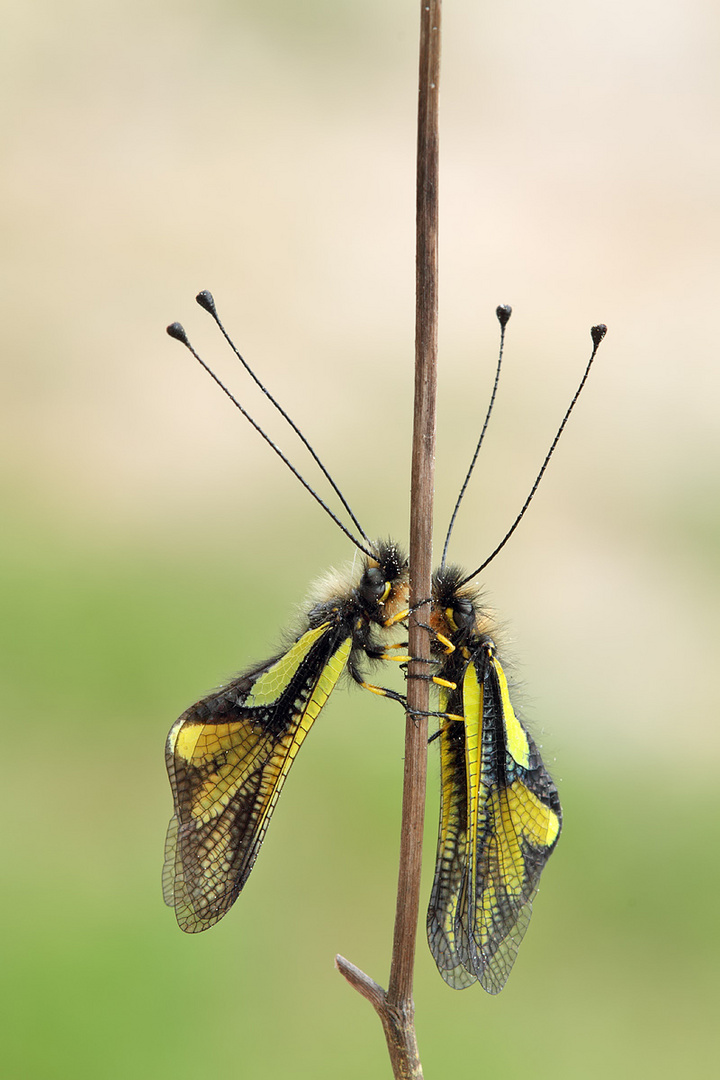 Libellen-Schmetterlingshaft (Libelloides coccajus)