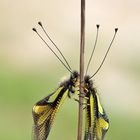 Libellen-Schmetterlingshaft (Libelloides coccajus)