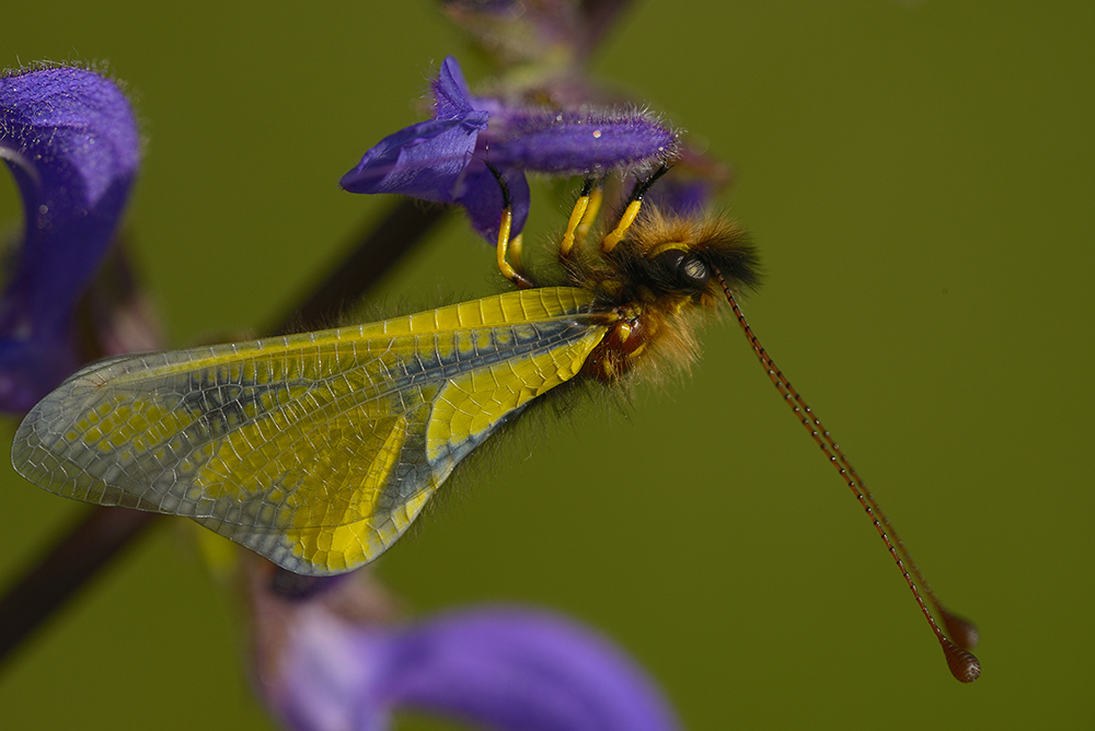 Libellen-Schmetterlingshaft (Libelloides coccajus)