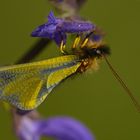 Libellen-Schmetterlingshaft (Libelloides coccajus)