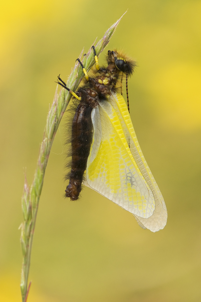 Libellen-Schmetterlingshaft - Libelloides coccajus