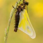 Libellen-Schmetterlingshaft - Libelloides coccajus
