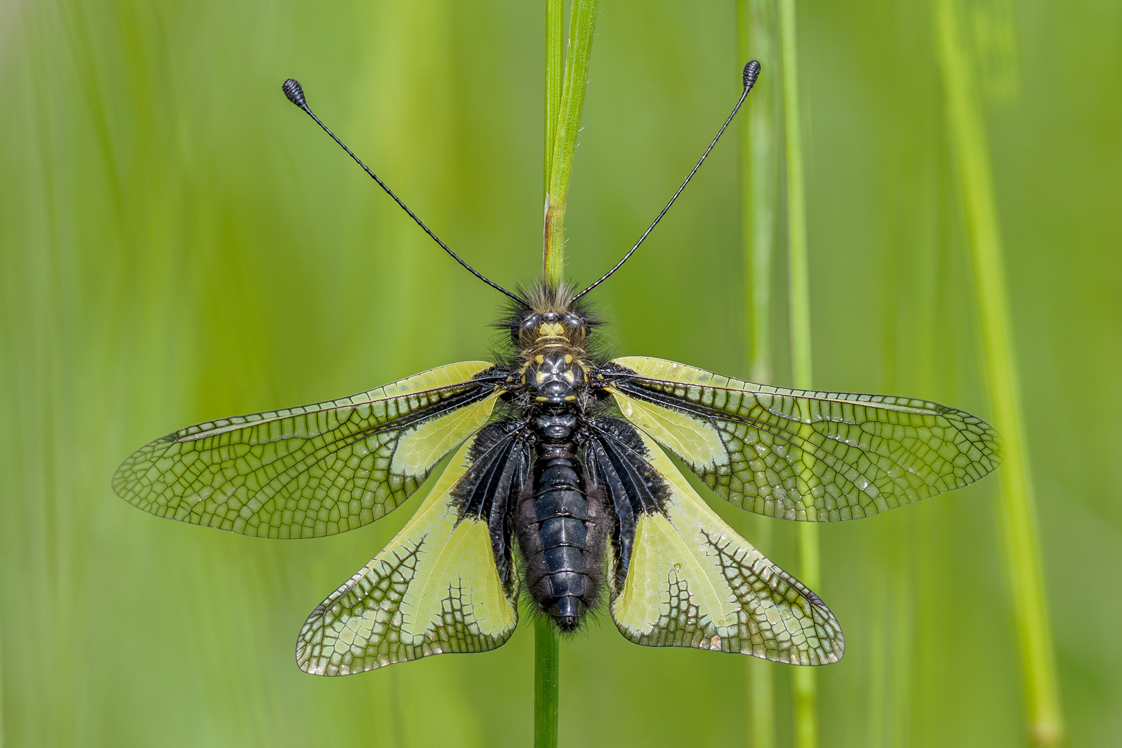 Libellen-Schmetterlingshaft ( Libelloides coccajus )