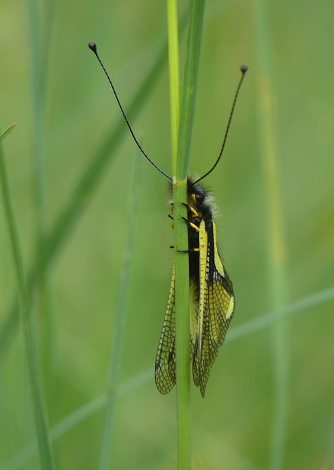 Libellen-Schmetterlingshaft (Libelloides coccajus)