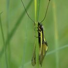 Libellen-Schmetterlingshaft (Libelloides coccajus)