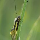 Libellen-Schmetterlingshaft (Libelloides coccajus)