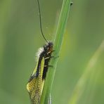 Libellen-Schmetterlingshaft (Libelloides coccajus)