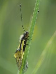 Libellen-Schmetterlingshaft (Libelloides coccajus)