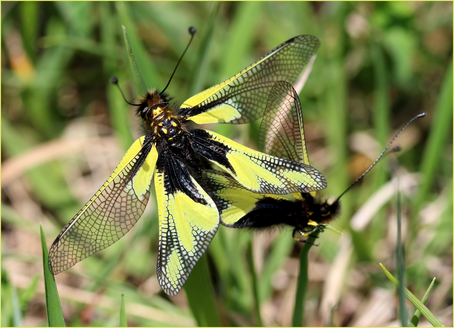 Libellen-Schmetterlingshaft (Libelloides coccajus)...