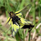 Libellen-Schmetterlingshaft (Libelloides coccajus)...