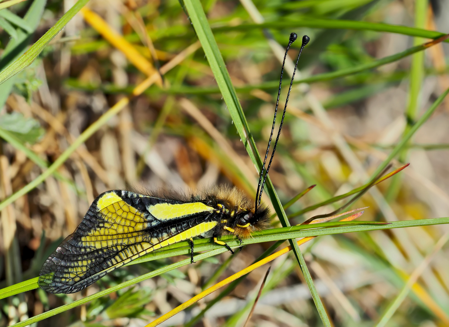 Libellen-Schmetterlingshaft (Libelloides coccajus) - Ascalaphe soufré au repos.