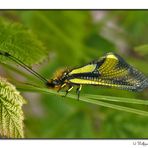 Libellen-Schmetterlingshaft (Libelloides coccajus)