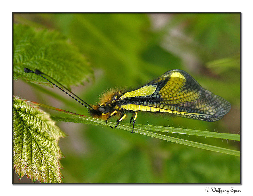 Libellen-Schmetterlingshaft (Libelloides coccajus)