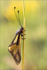 Libellen-Schmetterlingshaft (Libelloides coccajus)